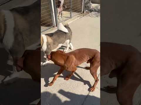 Kyra und Apacs Kyra und Apacs