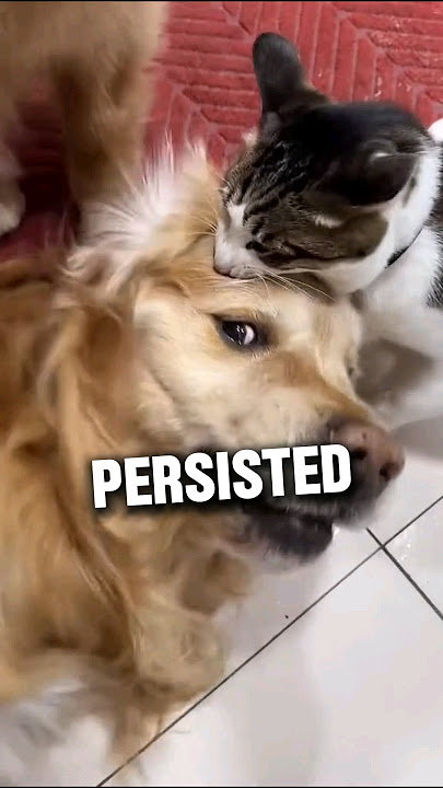 Cat comforts dog having a seizure attack 😢❤️ #shorts