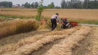 Wheat harvester for small farms