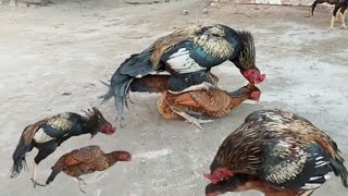 My Aseel Rooster Mating crowing compilation ! Rooster Aggression power and love ! Asil mating