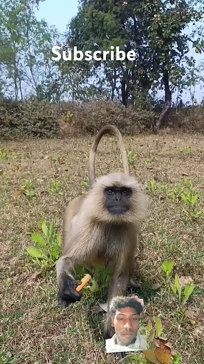 Jai shree Ram #monkey #bajrangba #animals #wildlife #dj #song #remix #viralvideo #viralshorts #food