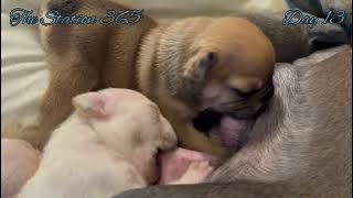 Puppies Family💘 Day 13 Fur Baby French Bulldogs Breastfeeding #viralvideos #puppyvideos