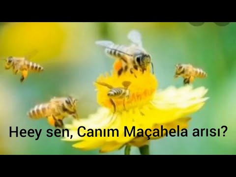 \"მაჭახელას ფუტკარო - CANIM MAÇAHELA ARISI\" ავტორი: მზია სალვარიძე  - კითხულობს: ზურაბ ცინცხილაძე