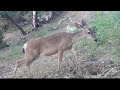 2024 Cima Linda Trailcams June