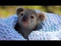 Adorable Baby Koala Rescued