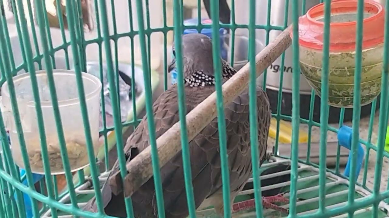 Cách ghép cu gáy sinh sản 100%