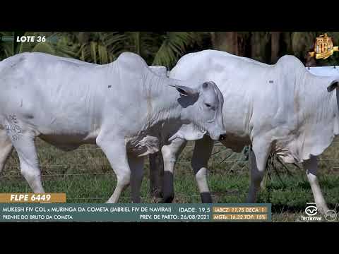 Nelore Cometa | 16º Leilão | Lote 36