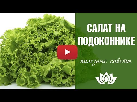 Выращивание салата в домашних условиях