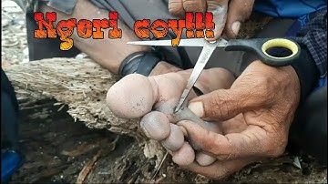 Selamat dari badai malah tertusuk duri pari!!