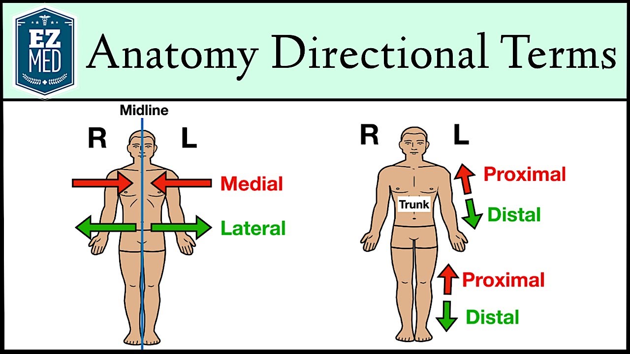 Anatomical Position And Directional Terms Anatomy MADE EASY YouTube