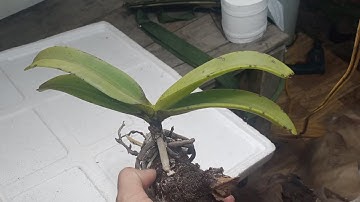 Nghinh Xuân (đai châu - ngọc điểm) Và Hoàng Nhạn Buôn Đôn Tối 26.11.2020