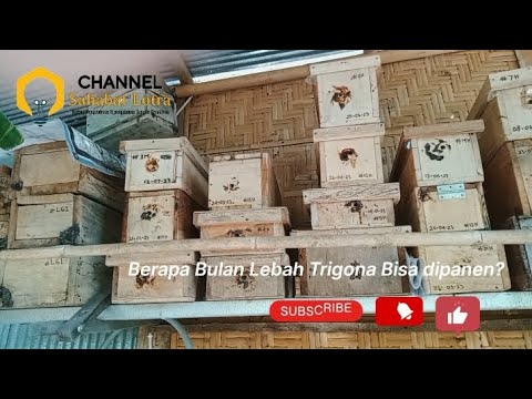 Berapa Bulan Bisa