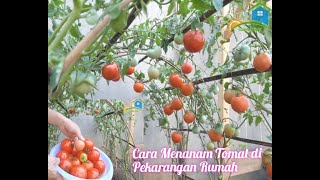 Cara menanam tomat di halaman rumah hasil melimpah Cara menanam tomat di halaman rumah hasil melimpah