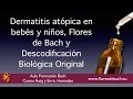 Dermatitis atópica en bebés y niños, Flores de Bach y Descodificación Biológica Original