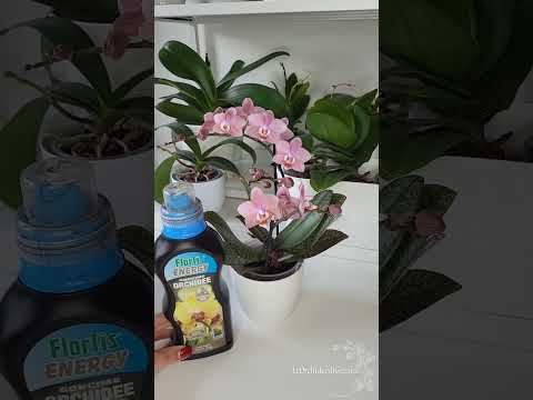 Video: Come mantenere le orchidee che crescono dritte?