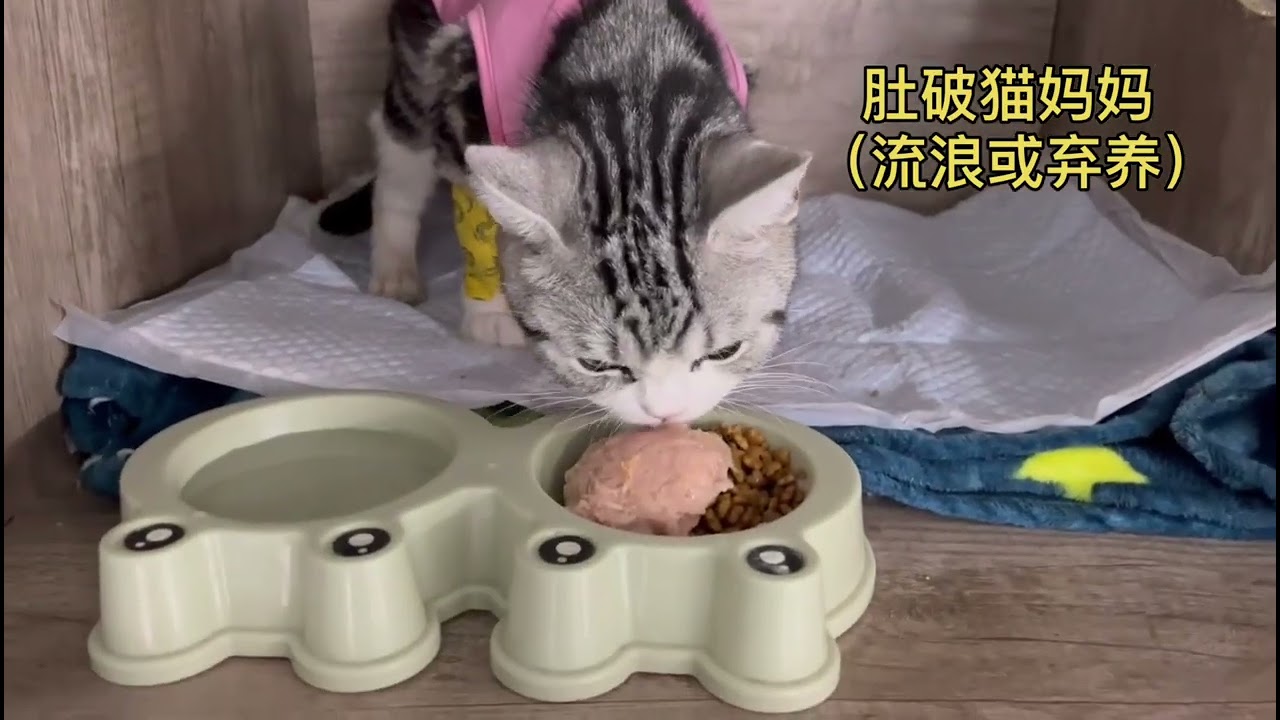 今日在医的宝贝们 Dog rescue in China 20220623 YouTube