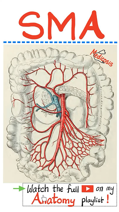Superior Mesenteric Artery (SMA) - Midgut - Aorta - Abdominal Aorta - Anatomy of Abdomen...#anatomy