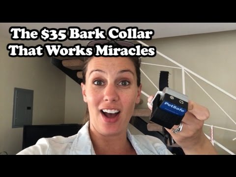 the-$35-bark-collar-that-works-miracles