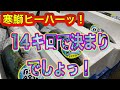 『14キロの寒鰤がキターーーー！』令和6年11月28日の激安魚屋@福井県敦賀市相木魚問屋