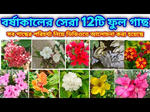 ভিডিও: বর্ষা বনে কোন গাছ পাওয়া যায়?