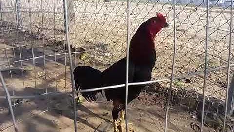 Kuv tus Qaib zoo nraug