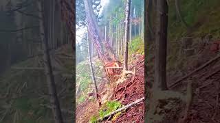 Insane Tree Cutting Skill #viral #funny #shortvideo #shortsfeed #viralvideo #shorts #youtube #fyp