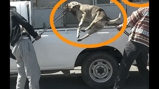 حملة القضاء على الكلاب الضالة بمراكش |  Stray Dog Removal in Marrakech