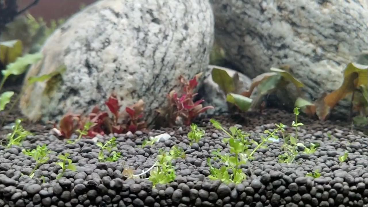 Day 3 without CO2 Planted aquarium | Plants without CO2 - YouTube