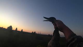 Утка 2019." ЛУЧШАЯ ОХОТА НА УТКУ " Смотреть до конца .(Successful duck Hunting 2019). Утка 2019." ЛУЧШАЯ ОХОТА НА УТКУ " Смотреть до конца .(Successful duck Hunting 2019).