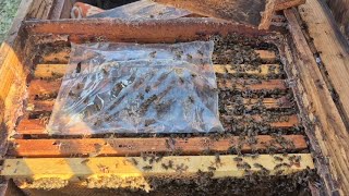 Покинута пасіка Голодні бджоли  не гудуть 