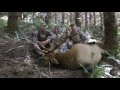 Front and center elk shot with shannon mobbs and angry spike productions live action films of hunts