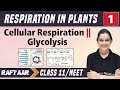 Respiration in Plants 01 || Cellular Respiration || Glycolysis || Class 11/NEET || RAFTAAR