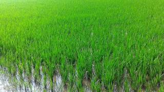 Paddy field of west bengal,India