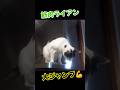 筋肉猫 ライアンの大ジャンプ