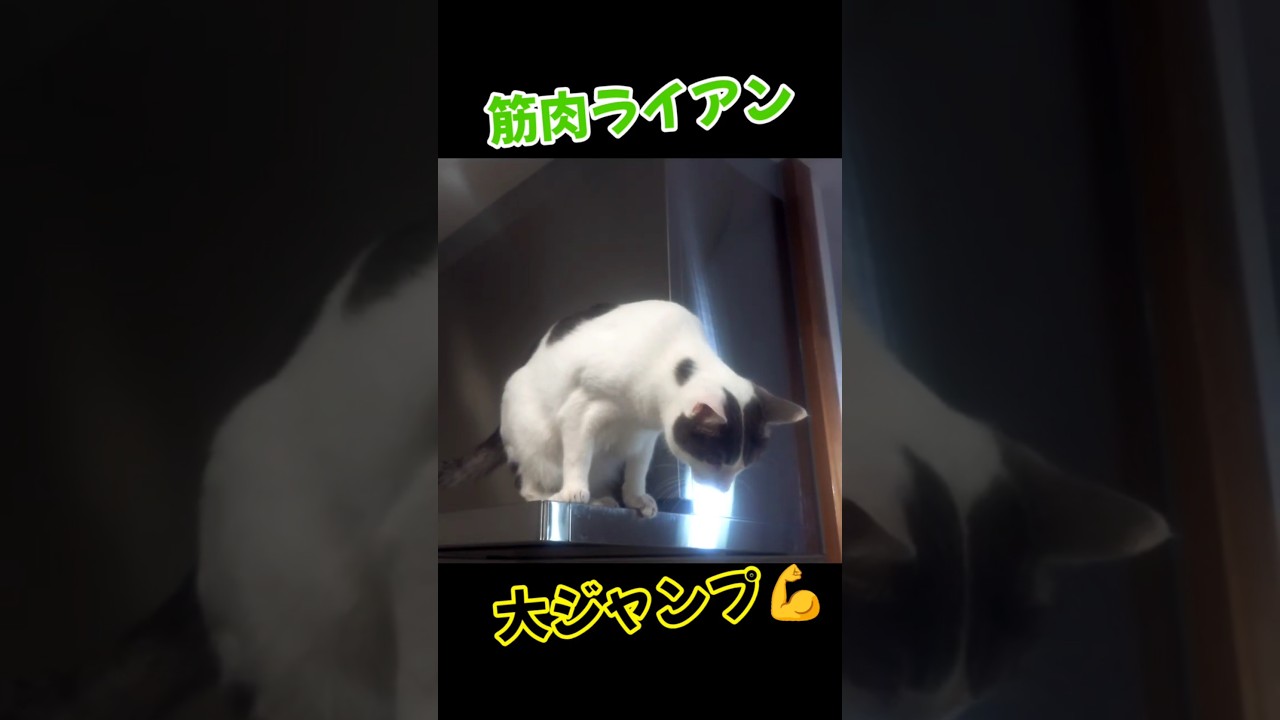 筋肉猫 ライアンの大ジャンプ