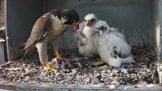 17th May 2024 Feed by Cromer Peregrines 249 views 3 weeks ago 19 minutes