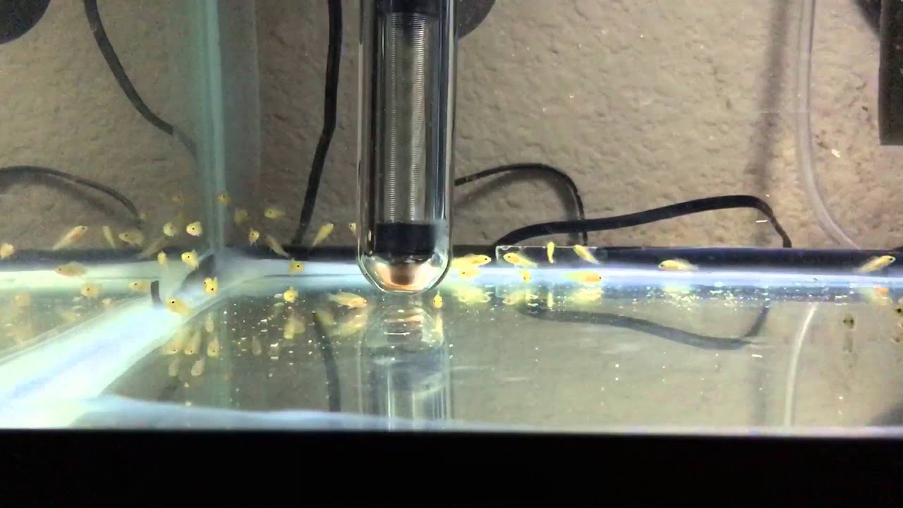 Yellow Lab Fry Yellow Lab Cichlid fry Day 1 - YouTube