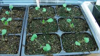 ... in this video i will be showing you my salvia seedlings, also
telling when star...