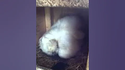 Penny sitting on eggs