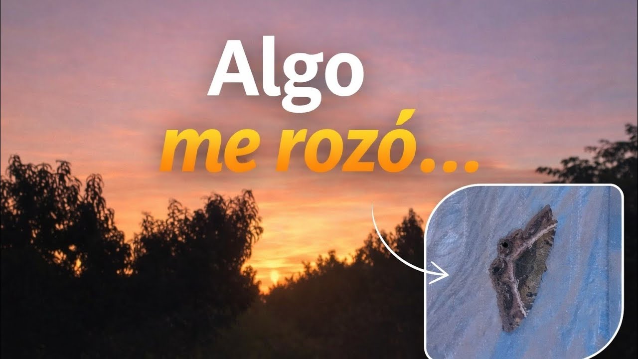 Mariposa nocturna y Sorpresas del campo 🌅🐶