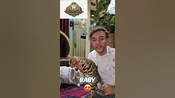 Video 11613511: british shorthair, bengal kitten, bengal playing, maine coon, cat breed