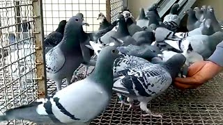 Hand feeding pigeons , تغذية الحمام باليد #pigon #kabutar #tiktok #viral #formula1 #कबूतर #কবুতর