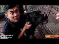 CANE CORSO SI ANJING PERANG KERAJAAN ROMAWI YANG SERBA BISA