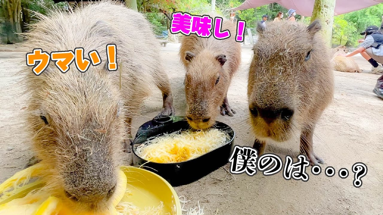 初めての流しそうめんが大盛況すぎて、気まずい感じになってました【カピバラ】Capybara eat noodles?