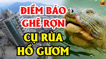 RỢN TÓC GÁY Với Điềm Báo Tiên Tri Của Cụ Rùa Mỗi Lần Nổi Lên Trên Tháp Rùa Hà Nội