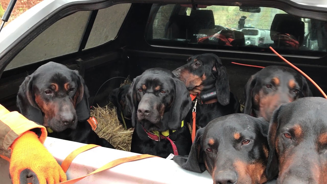 Gonczy Polski lätta att hantera under jakt. 7 hundar från olika boenden på samma flak. Snälla hundar