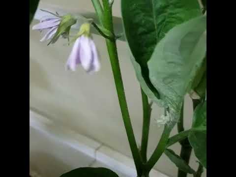 اكثار الباذنجان بالعقل