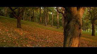 Black Magic Cinema Camera - Toronto High Park