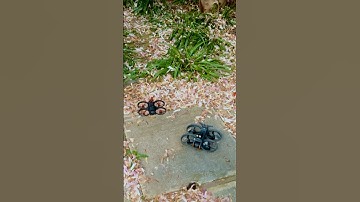 DJI Neo x DJI Motion 3 ​⁠@DJI #dji #drone