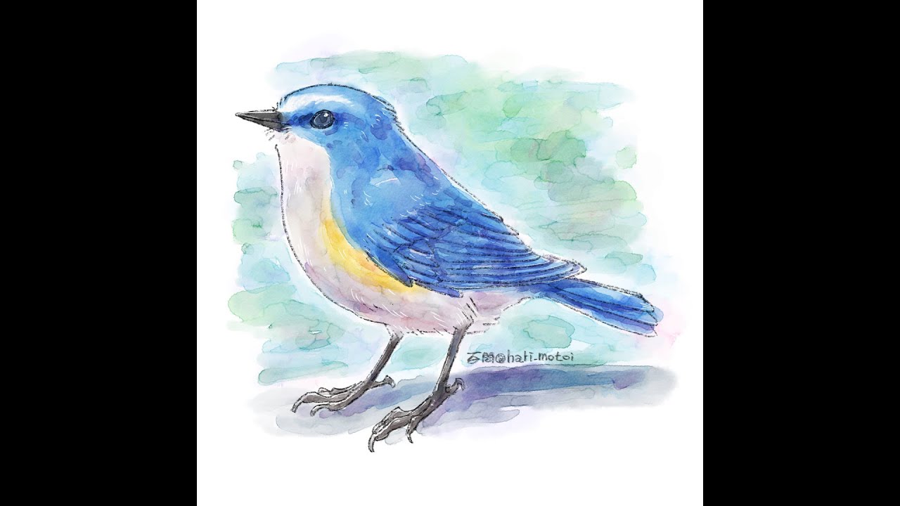 水彩風イラスト ルリビタキ / clip studio paint - YouTube